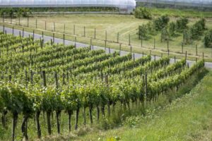 Local Swiss Wine Won Last Year: New Data