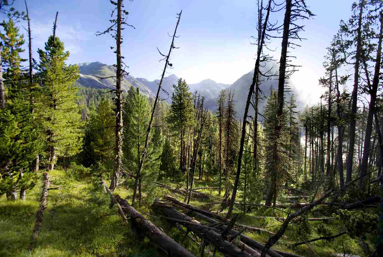 Swiss Council of States Boosts Forest Protection