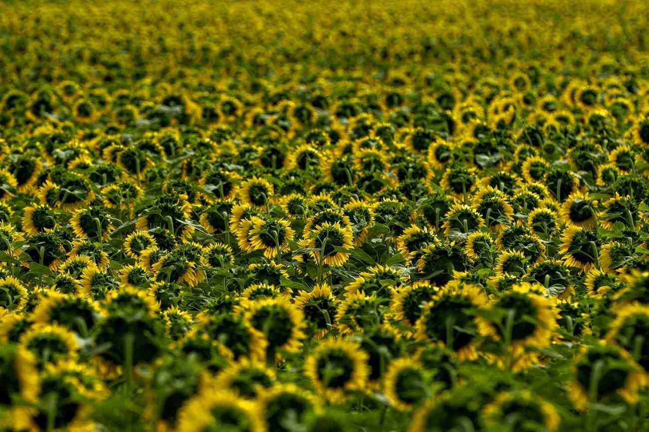 Sunflower Oil Prices in Switzerland Remain High