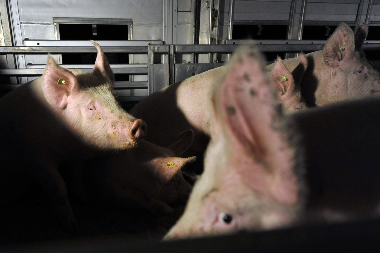 African Swine Fever Anticipated In Switzerland Soon